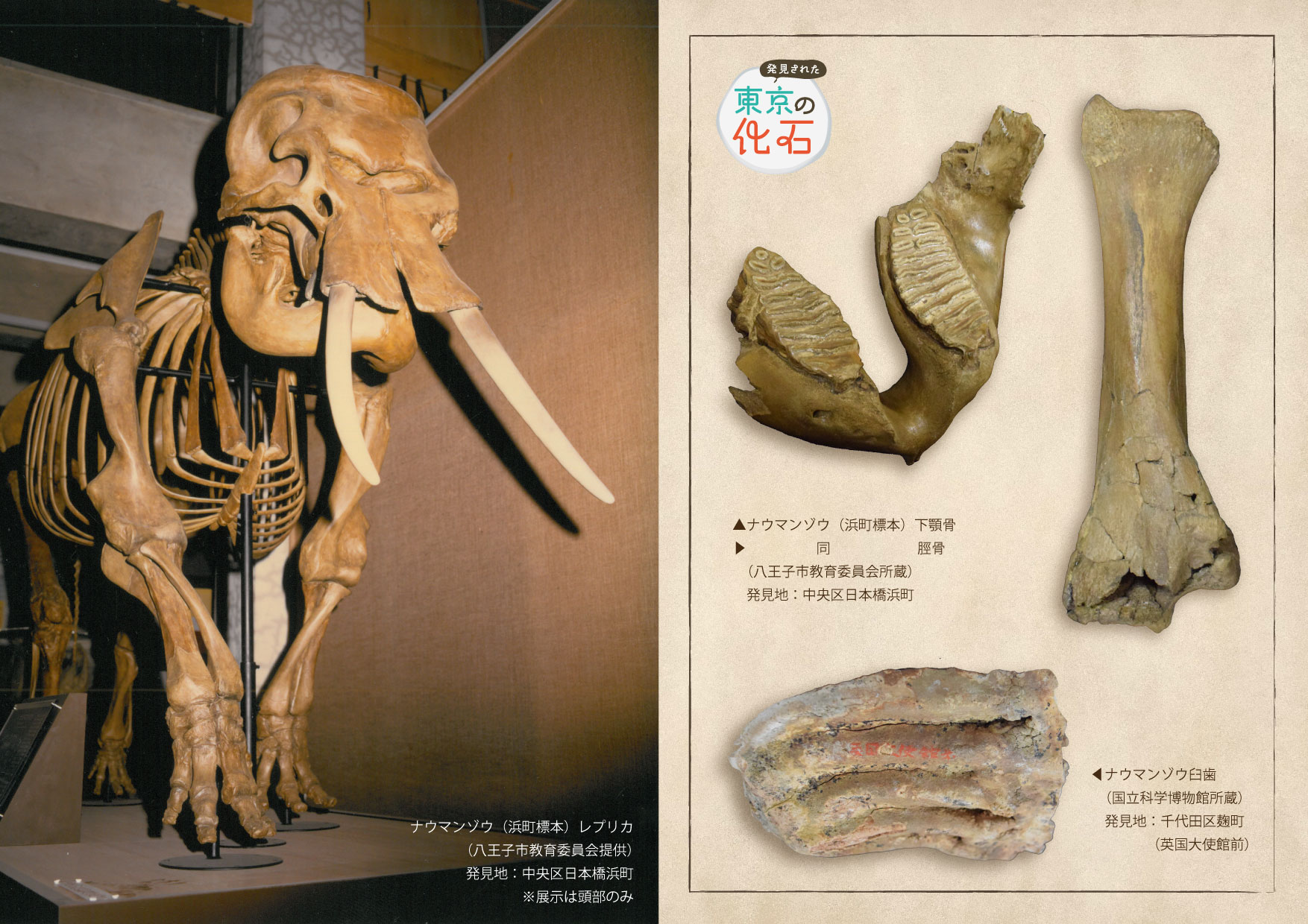 発見された東京の化石展画像2(ナウマンゾウ化石の画像)