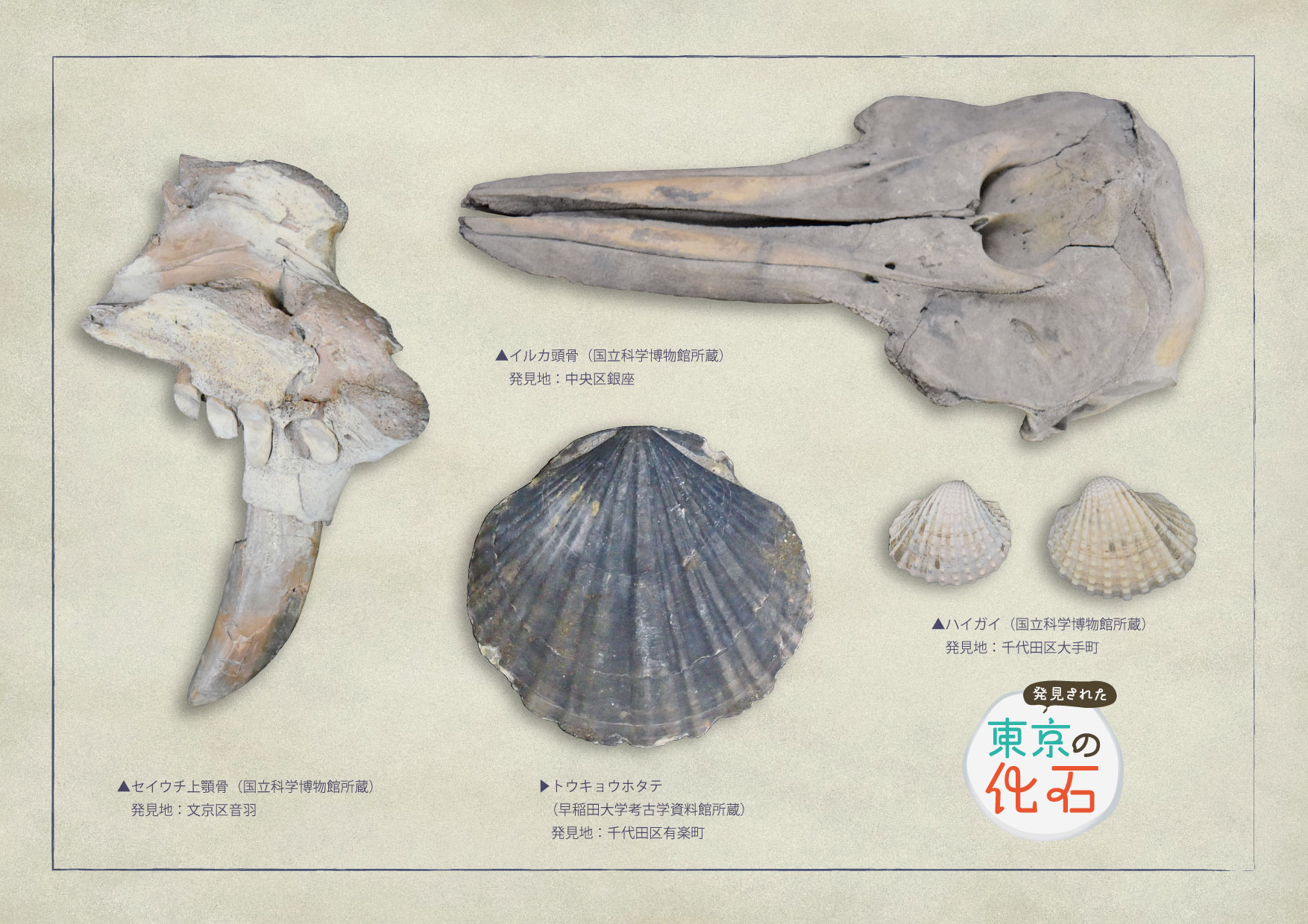 発見された東京の化石展画像3(セイウチ・イルカ・貝の化石の画像)