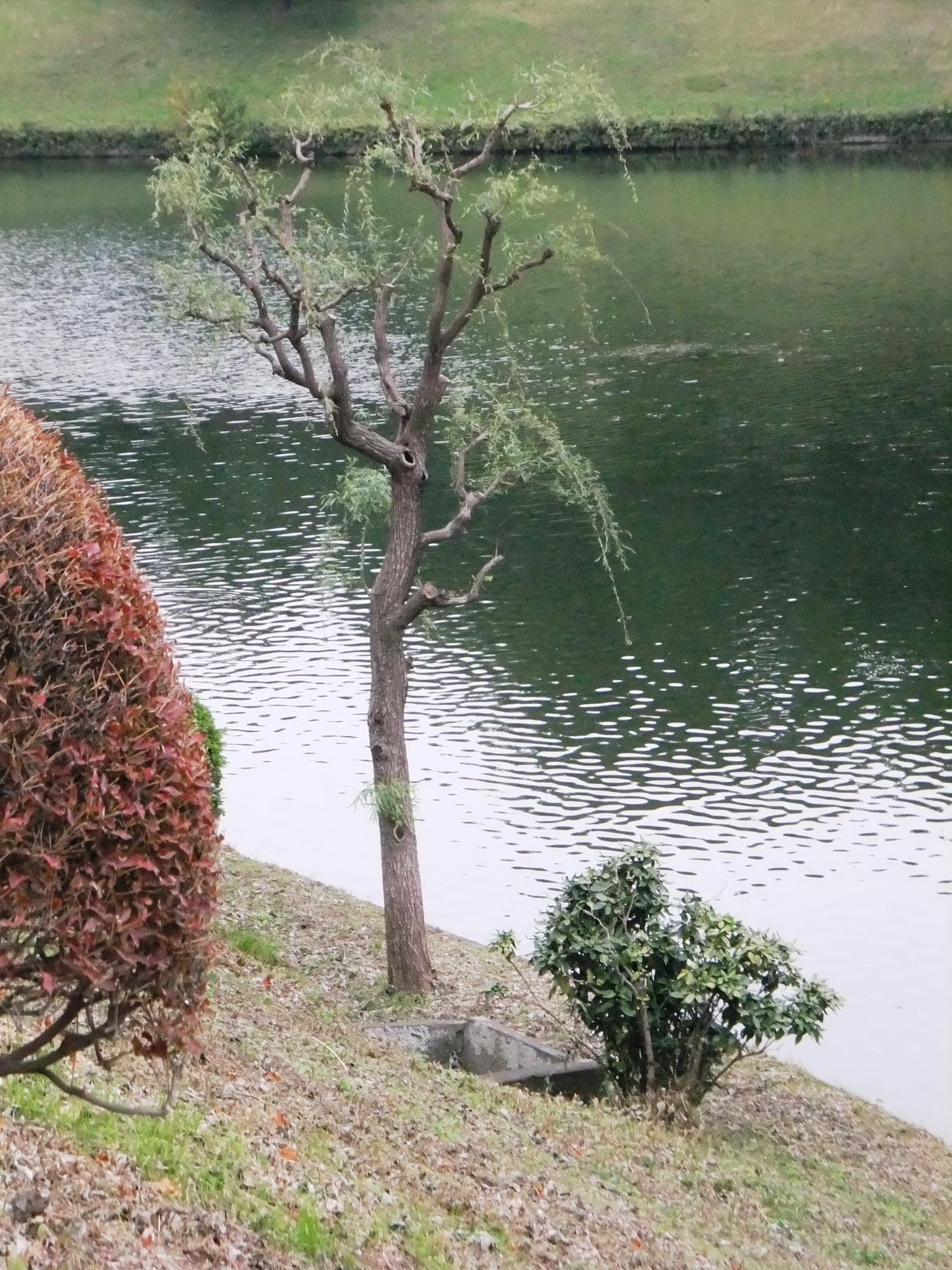 桜田濠の土手下にある1本の柳の木の横にある井戸を写した写真