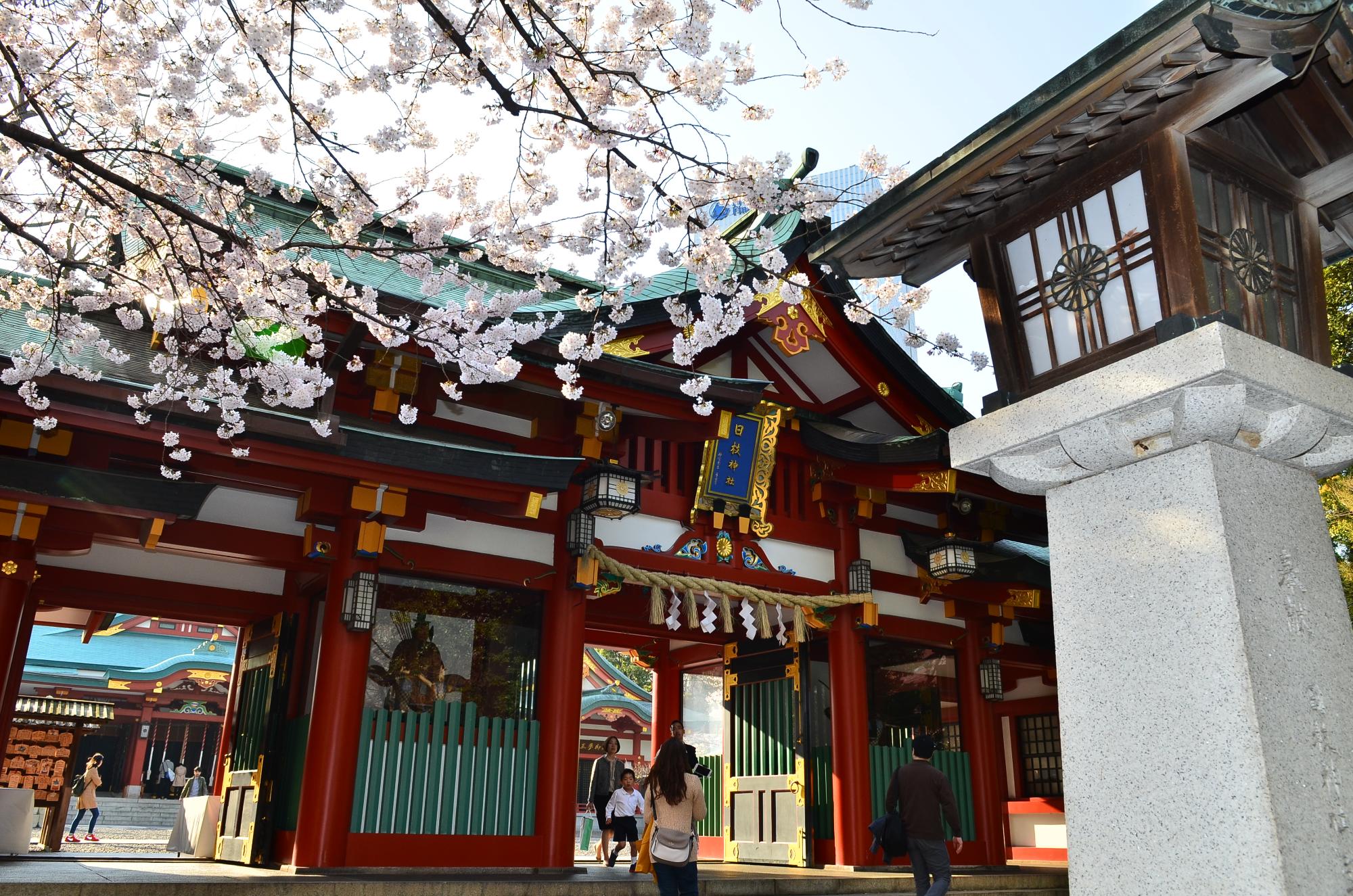 桜が咲く中、朱塗りの日枝神社の表参道門全体を写した写真