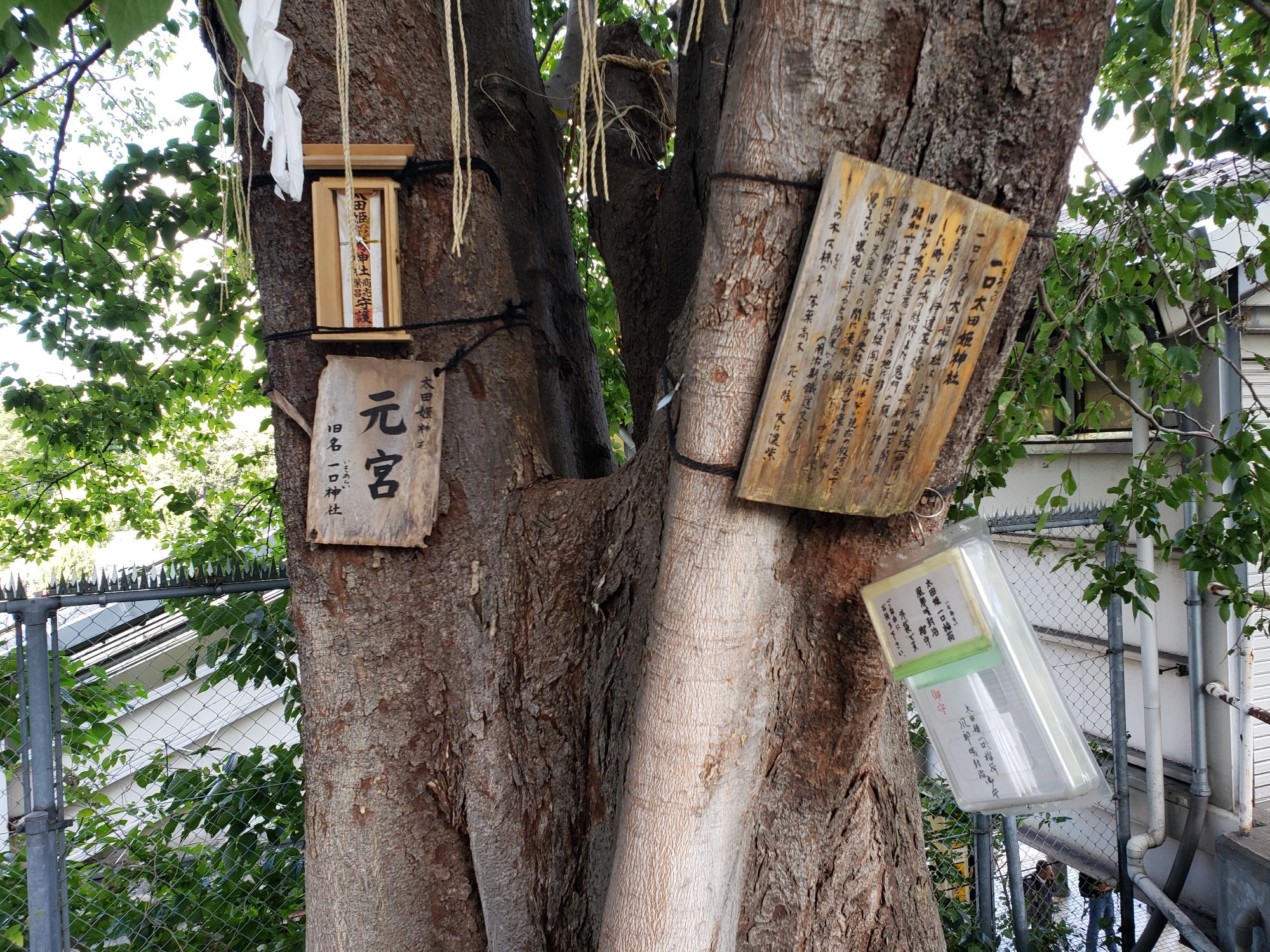椋（むく）の大樹に下げられた「元宮」と書かれた木札をアップで写した写真