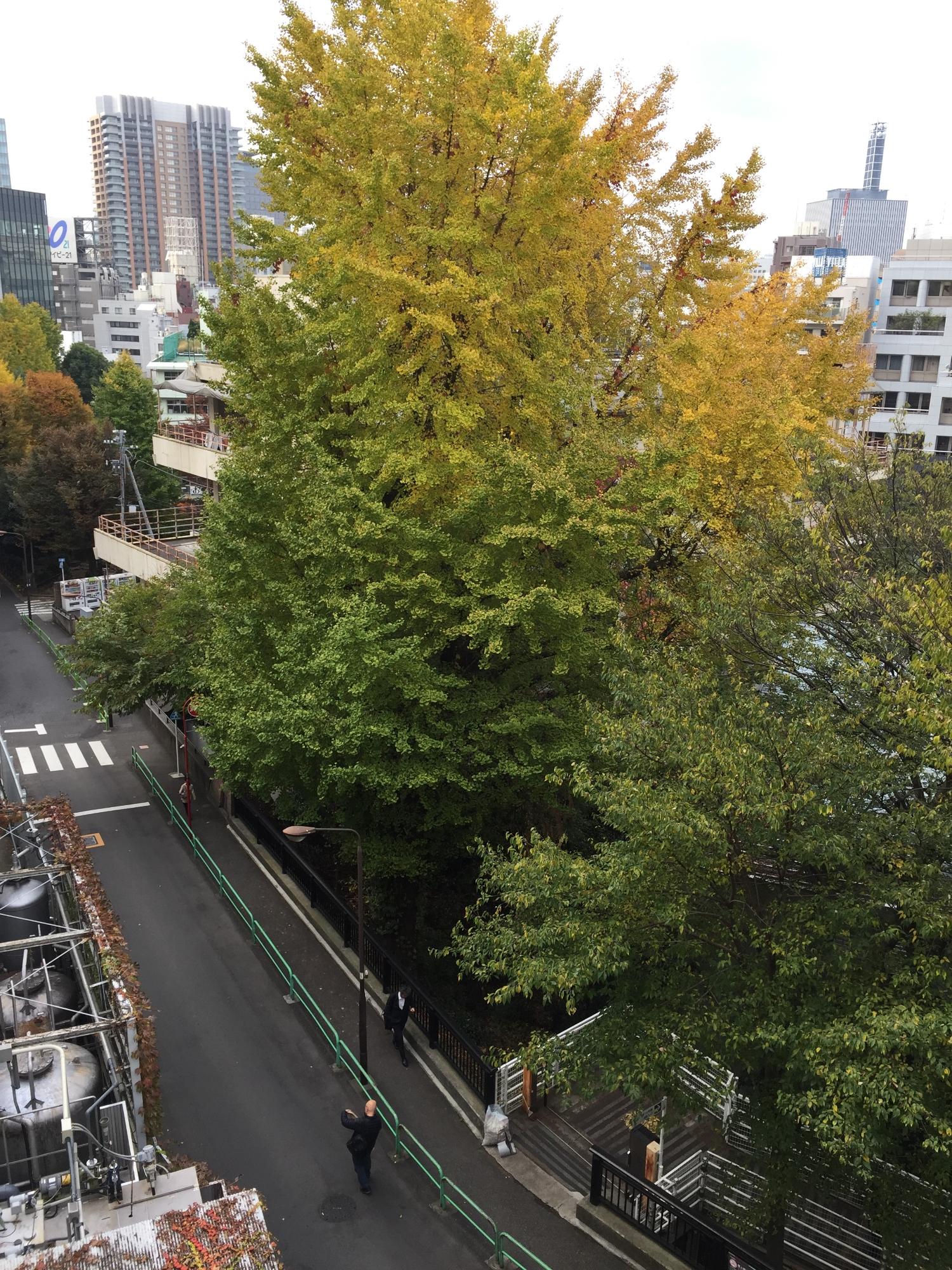 道路横に巨木に囲まれた緑が広がっている様子を上から写した写真