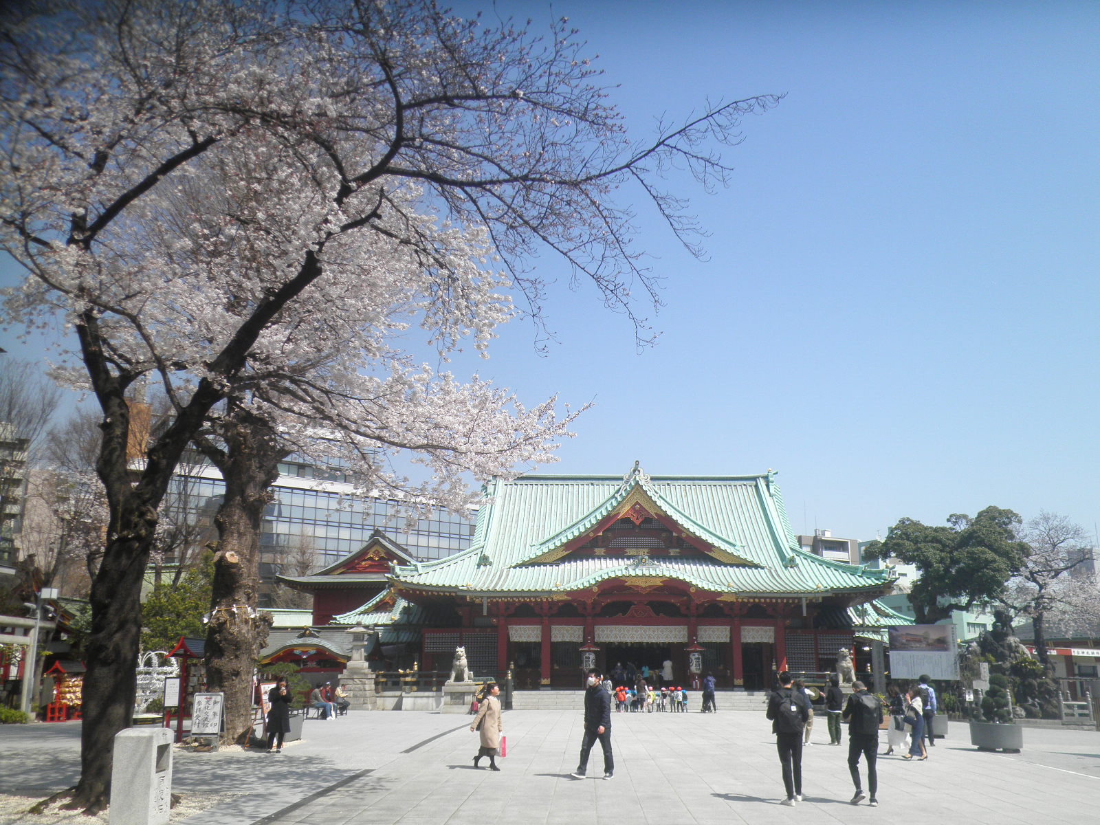 参道左に大きな桜の木が2本並んで咲き、中央に青緑の屋根をした神田神社が見える写真